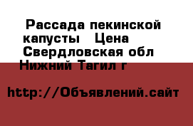 Рассада пекинской капусты › Цена ­ 20 - Свердловская обл., Нижний Тагил г.  »    